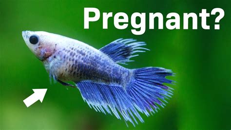 Pregnant Female Betta Fish